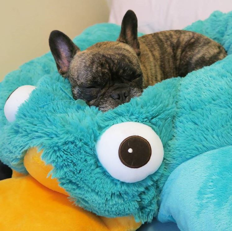 Disney Phineas & Ferb Perry Plush Pillow Pet - Image 5